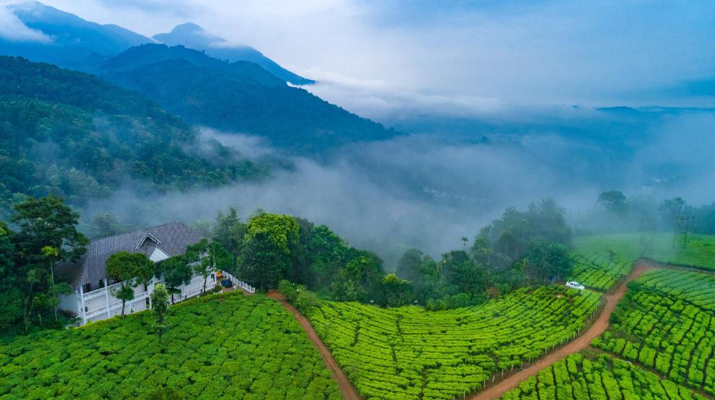 Munnar Tea Gardens